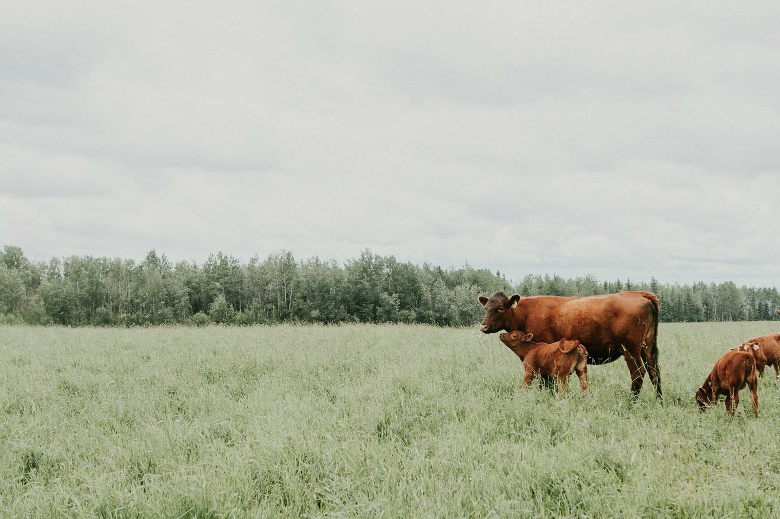 A red cow with two calves standing in tall summer grass near a tree line