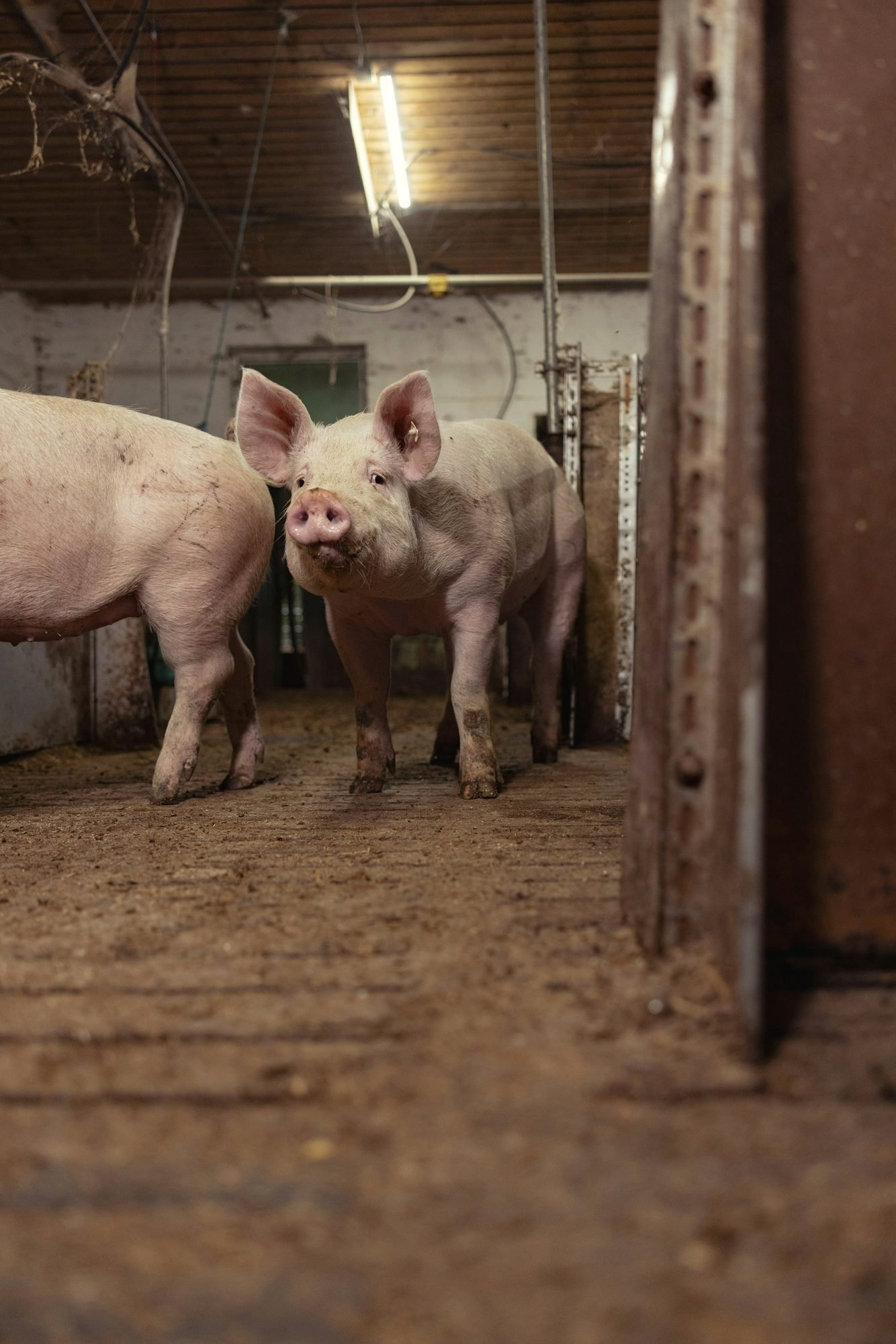 Two pink hogs standing in the alley of a wooden hog barn